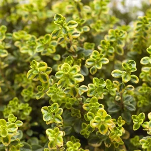 Thymus citriodorus – Zitronenthymian