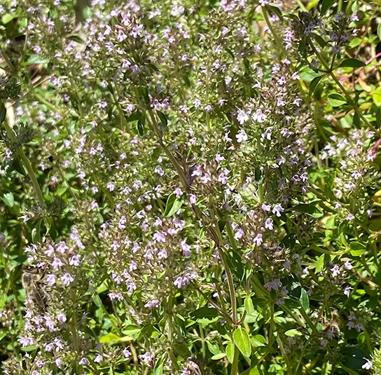 Thymus pulegioides – Arznei-Quendel, Feld-Thymian – Bild 8