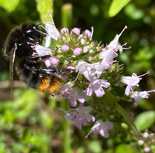 Thymus pulegioides – Arznei-Quendel, Feld-Thymian – Bild 2