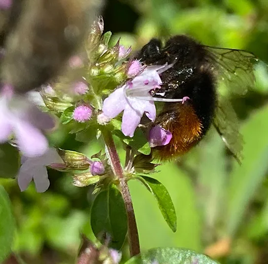 Thymus pulegioides – Arznei-Quendel, Feld-Thymian – Bild 6