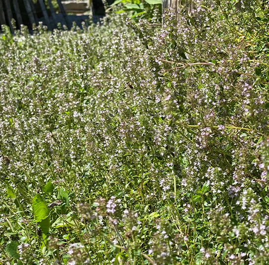 Thymus pulegioides – Arznei-Quendel, Feld-Thymian – Bild 4