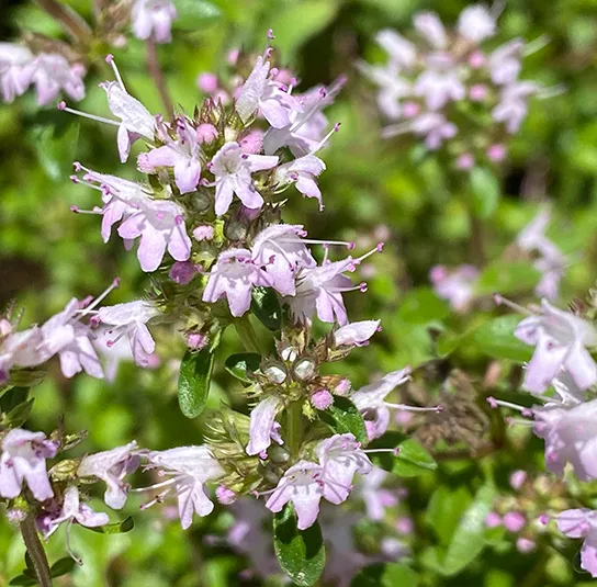 Thymus pulegioides – Arznei-Quendel, Feld-Thymian – Bild 5