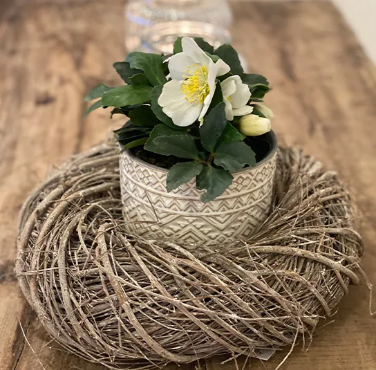 Helleborus niger – Schneerose, Christrose – Bild 9