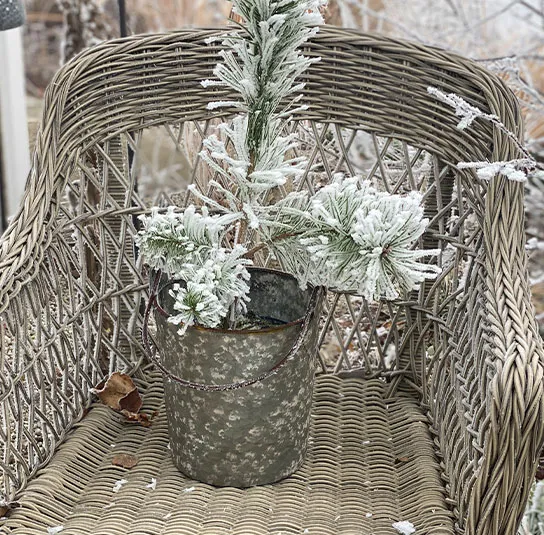 Pinus sylvestris – Heimische Rotföhre, Wald-Kiefer – Bild 6