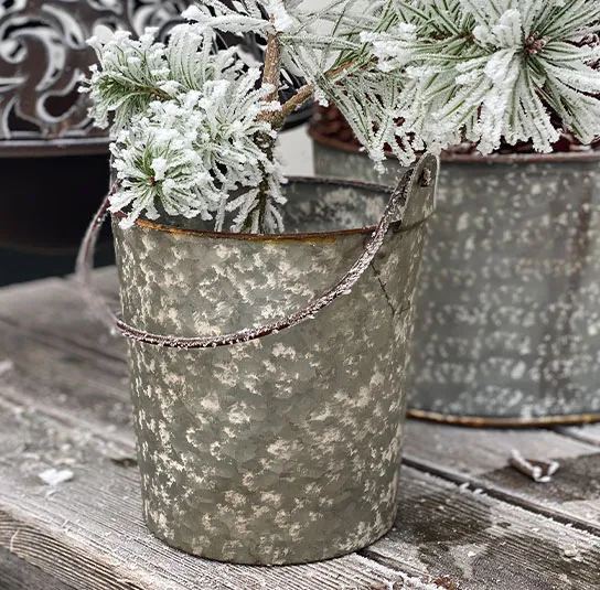 Pinus sylvestris – Heimische Rotföhre, Wald-Kiefer – Bild 5