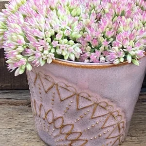 Topf Sedum