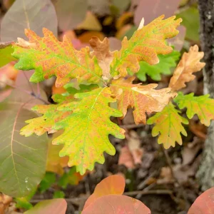 Quercus petraea – Traubeneiche
