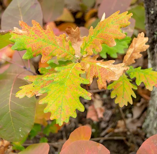 Quercus petraea – Traubeneiche – Bild 2
