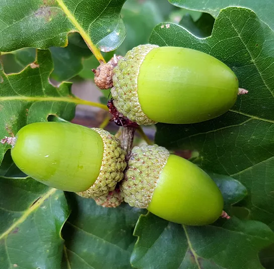 Quercus petraea – Traubeneiche – Bild 3