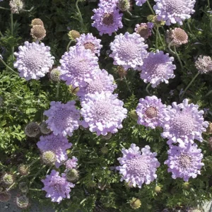 Scabiosa columbaria – Tauben-Skabiose