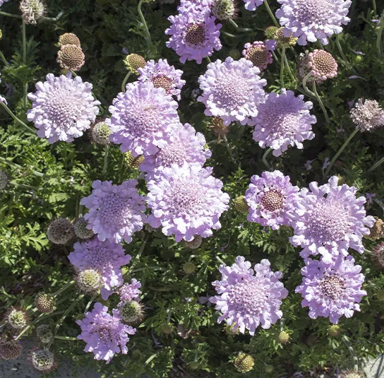 Scabiosa columbaria – Tauben-Skabiose – Bild 2