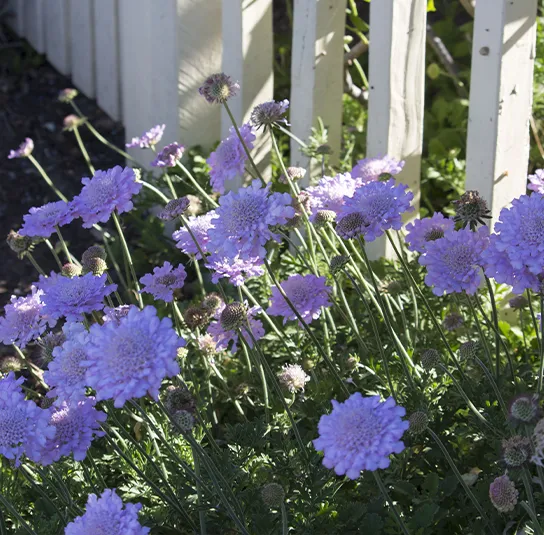 Scabiosa columbaria – Tauben-Skabiose – Bild 3