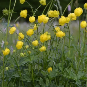 Trollius europaeus – Trollblume