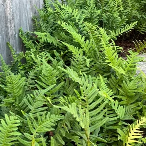 Polypodium vulgare – Tüpfelfarn