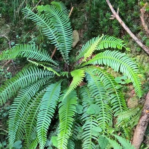 Blechnum spicant – Rippenfarn