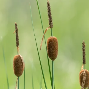 Typha minima – Zwerg-Rohrkolben