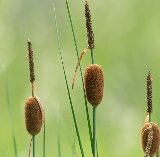 Typha minima – Zwerg-Rohrkolben – Bild 2