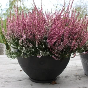 Übertopf, Pflanztopf Levius – 2 Größen