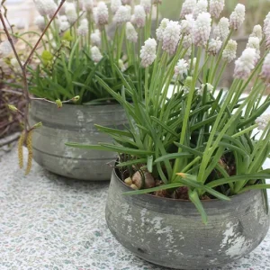 Übertopf, Schale Muscari türkis/grün