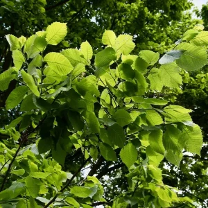 Ulmus laevis – Flatterulme