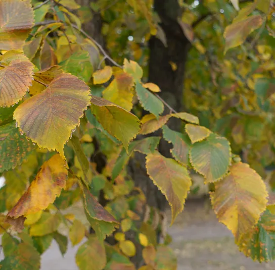 Ulmus laevis – Flatterulme – Bild 3