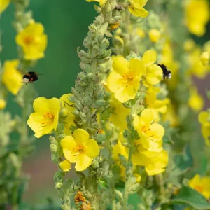 Verbascum phlomoides – Windblumen-Königskerze