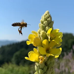 Verbascum densiflorum  – Großblütige Königskerze