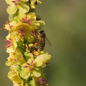 Verbascum nigrum – Schwarze Königskerze