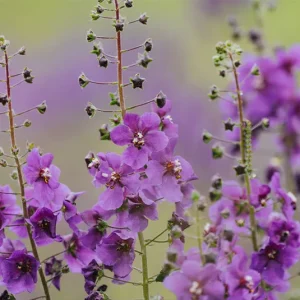 Verbascum phoeniceum – Violette Königskerze