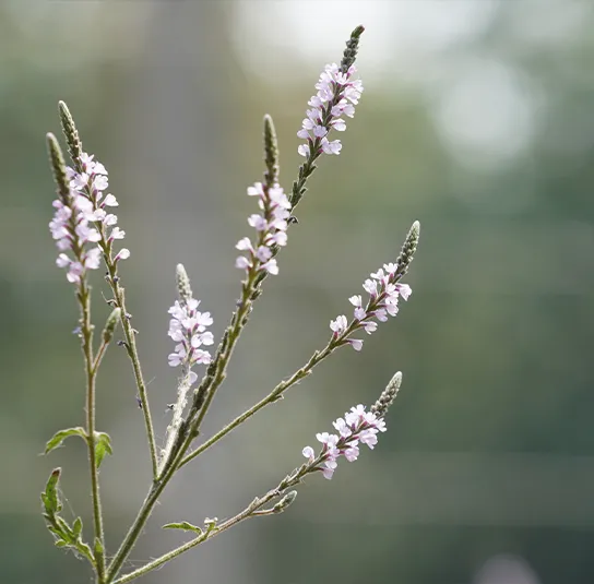 Verbena officinalis – Echtes Eisenkraut – Bild 2
