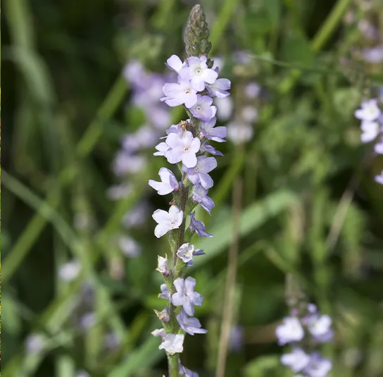Verbena officinalis – Echtes Eisenkraut – Bild 3