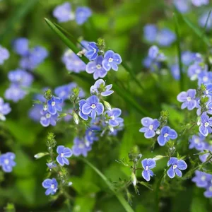 Veronica beccabunga – Bachbunge