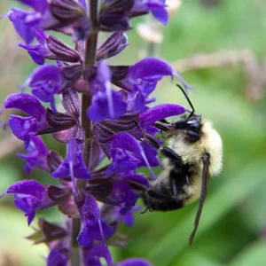 Veronica longifolia – Langblättriger Ehrenpreis