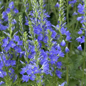 Großer Ehrenpreis (Veronica teucrium) Saatgut
