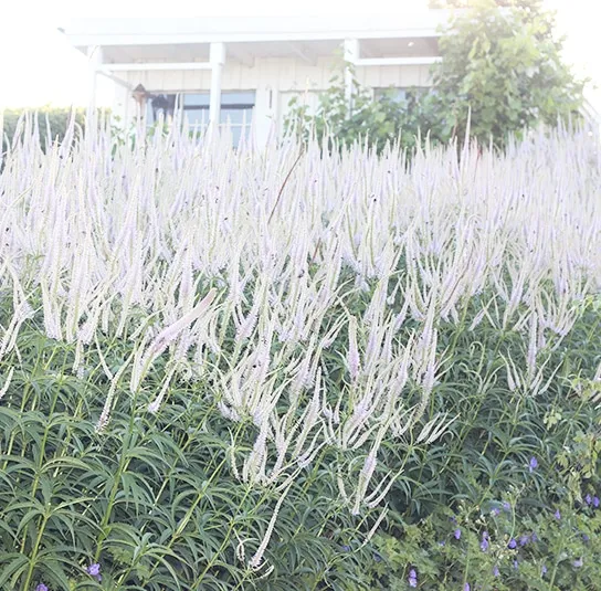 Veronicastrum Hybride ´Lavendelturm` – Kandelaber-Ehrenpreis – Bild 7