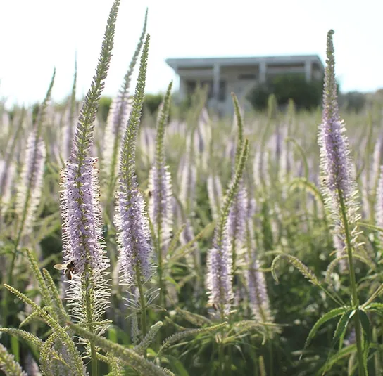 Veronicastrum Hybride ´Lavendelturm` – Kandelaber-Ehrenpreis – Bild 2