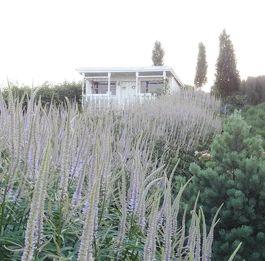 Veronicastrum Hybride ´Lavendelturm` – Kandelaber-Ehrenpreis – Bild 9