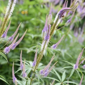 Veronicastrum Hybride Fascination – Kandelaber -Ehrenpreis