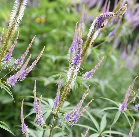 Veronicastrum Hybride Fascination – Kandelaber -Ehrenpreis – Bild 2