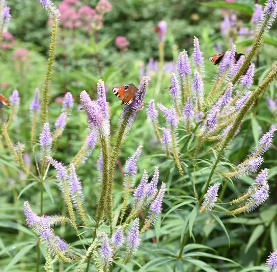 Veronicastrum Hybride Fascination – Kandelaber -Ehrenpreis – Bild 4