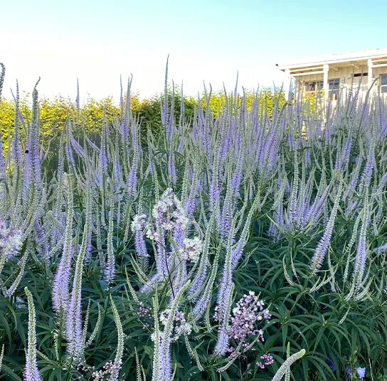Veronicastrum Hybride ´Lavendelturm` – Kandelaber-Ehrenpreis – Bild 6