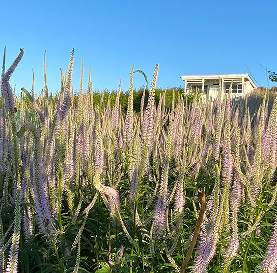 Veronicastrum Hybride ´Lavendelturm` – Kandelaber-Ehrenpreis – Bild 8
