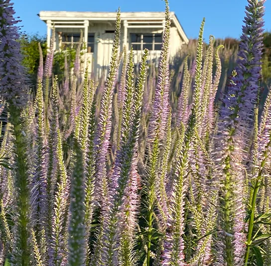 Veronicastrum Hybride ´Lavendelturm` – Kandelaber-Ehrenpreis – Bild 3