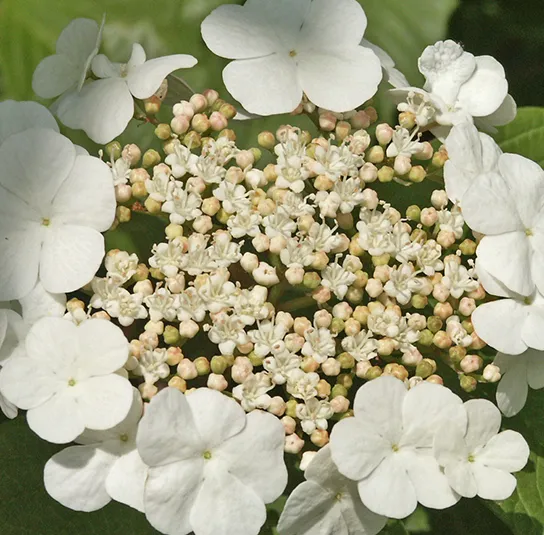 Viburnum opulus – Heimischer Schneeball – Bild 8