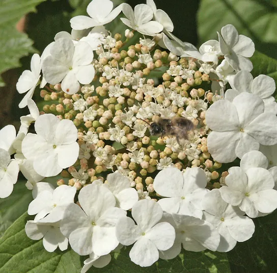 Viburnum opulus – Heimischer Schneeball – Bild 5