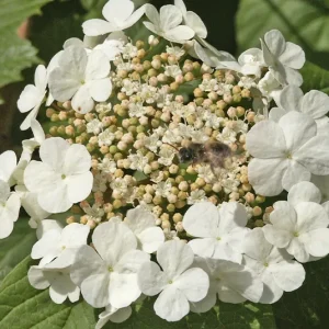 Viburnum opulus – Heimischer Schneeball