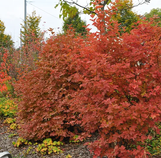Viburnum opulus – Heimischer Schneeball – Bild 9
