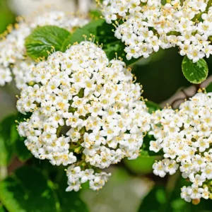 Viburnum lantana – Wolliger Schneeball