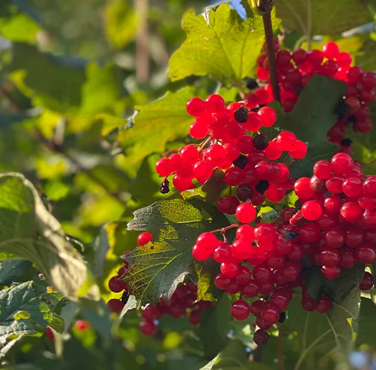 Viburnum opulus – Heimischer Schneeball – Bild 3