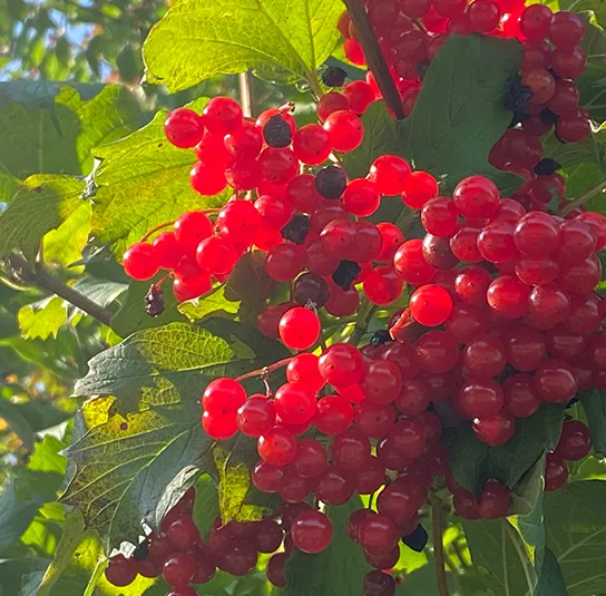 Viburnum opulus – Heimischer Schneeball – Bild 6